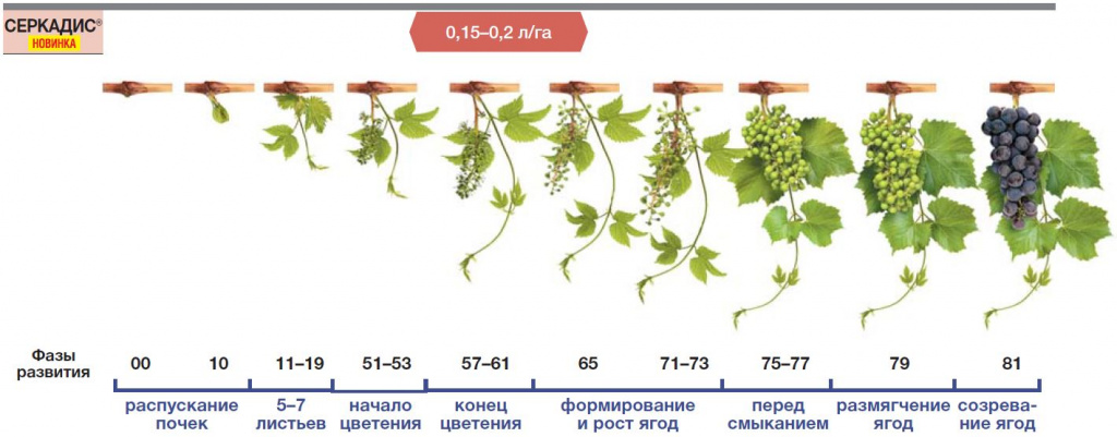 Схема создания мира g r a p e s